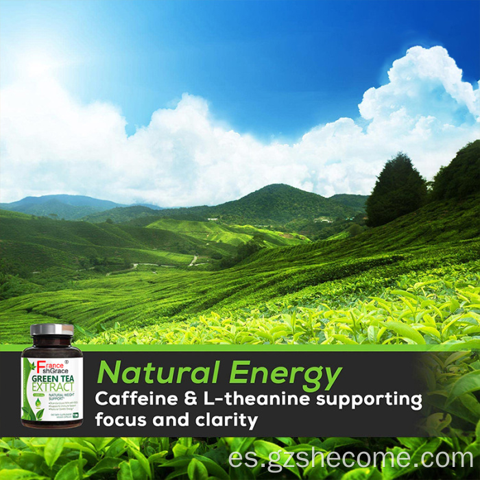 Cápsulas de extracto de té verde Fuerza para energía natural